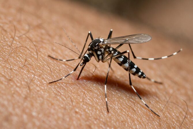 El reto de las lluvias en Anzoátegui: Claves para prevenir el dengue y el zika en el hogar